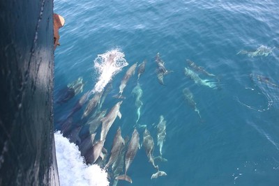 Quảng Nam: Đàn cá heo cả trăm con xuất hiện tại vùng biển Cửa Đại