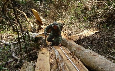 Kon Tum: Khởi tố vụ phá rừng ở Kon Plông