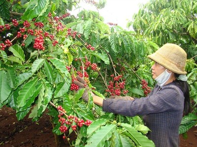 Giá cà phê hôm nay ngày 11/10: Giá cà phê tại Đắk Lắk giảm nhẹ