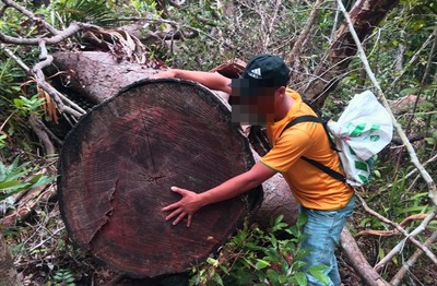Gia Lai: Khởi tố vụ phá rừng giáp ranh hai huyện
