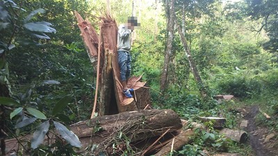 Gia Lai: Lâm tặc phá nát rừng cổ thụ