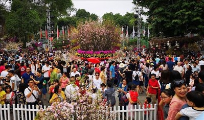 Sắp diễn ra Lễ hội Hoa anh đào Nhật Bản lần thứ 5 tại Hà Nội