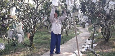 Thái Nguyên: Cả xã giàu lên nhờ trồng bưởi Tiên Hội