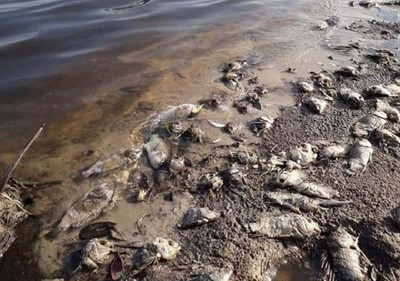 Thừa Thiên - Huế: Cá chết hàng loạt nghi ô nhiễm từ trang trại lợn
