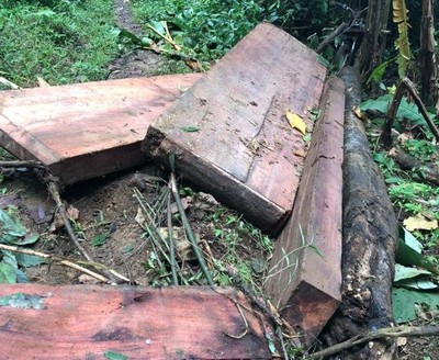Gia Lai: Tóm gọn nhóm lâm tặc 6 tháng triệt hạ rừng