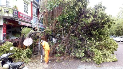 Gia Lai: Cây xanh ngã đổ la liệt do ảnh hưởng của bão số 5