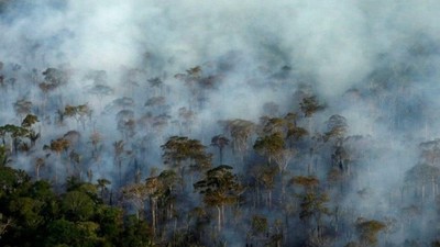 Phát thải CO2 do thiệt hại rừng nhiệt đới chưa được đánh giá đúng