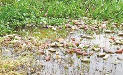 Đồng bằng sông Cửu Long: Báo động nước thải nông nghiệp