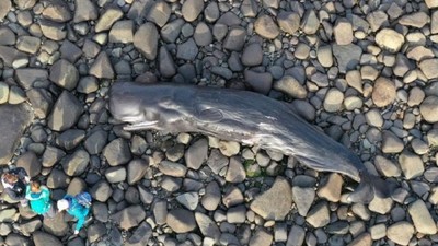 Phát hiện tấm nhựa lớn trong bụng cá voi mắc cạn tại Anh