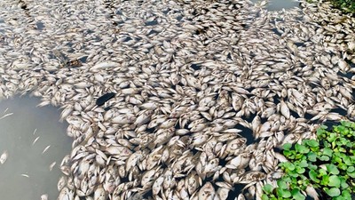 Ninh Bình: Cá chết hàng loạt nghi do nước thải khu công nghiệp