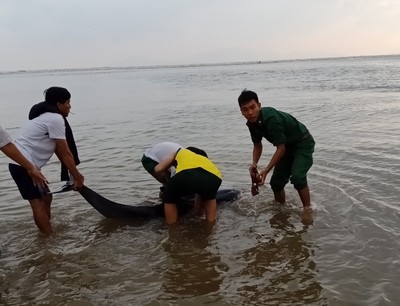 Quảng Nam: Bộ đội dầm mình dưới nước 3 giờ để giải cứu cá heo lụy bờ