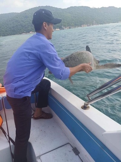 Quảng Nam: Thả rùa xanh quý hiếm mắc lưới ở đảo Cù Lao Chàm về biển
