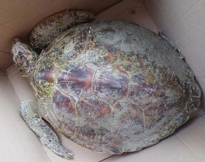 Quảng Nam: Rùa xanh quý hiếm bị thương nặng dạt vào bờ biển Hội An