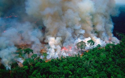 Số vụ cháy rừng Amazon giảm mạnh trong tháng 10