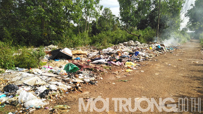 Gia Lai: Rừng thông ngập rác thải bởi sự thiếu ý thức
