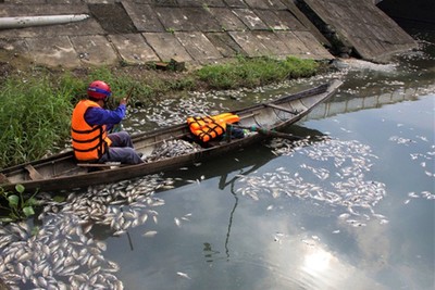 Xác định nguyên nhân cá chết hàng loạt tại hồ Đại An