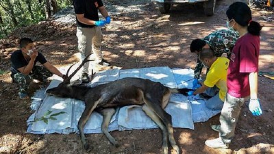 Con hươu chết thảm vì nuốt phải 7 kg rác nhựa ở Thái Lan