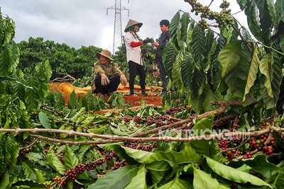 Gia Lai: Bức xúc khi vườn cà phê chín rộ chưa kịp hái đã bị đốn hạ