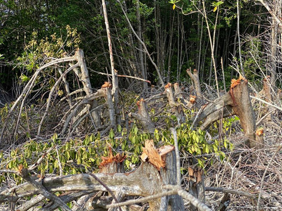 Kiểm tra toàn bộ tuyến rừng phòng hộ ở Cà Mau