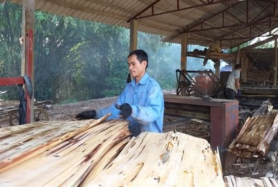 Khởi nghiệp thành công từ nghề chế biến gỗ bóc