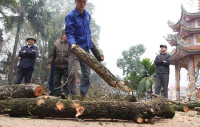 Vì sao gỗ sưa trăm tỷ ở Hà Nội đấu giá liên tục thất bại?