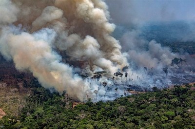 Năm 2019 rừng Amazon bị phá gấp 12 lần diện tích Singapore