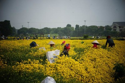 Mùa hoa cúc chi ở Nghĩa Trai, Văn Lâm, Hưng Yên