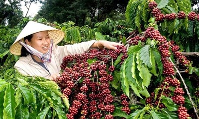 Giá cà phê hôm nay ngày 24/12: Giảm mạnh 800 đồng/kg khắp Tây Nguyên