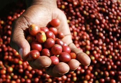 Giá cà phê hôm nay ngày 25/12: Tăng 300 đồng/kg