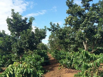 Đắk Nông: Hướng phát triển cà phê bền vững thân thiện với môi trường