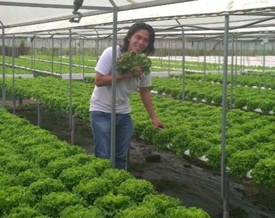 Bỏ nghề 'củi lửa', trai trẻ Sài Gòn về trồng rau, làm giám đốc