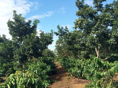 Đắk Nông: Phát triển cà phê bền vững thân thiện với môi trường