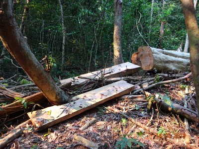 Gia Lai: Kỷ luật nhiều cán bộ sai phạm trong quản lý, bảo vệ rừng