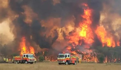 Nửa tỷ động vật chết vì thảm họa cháy rừng tại Úc