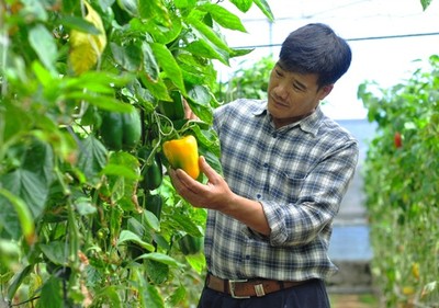 Khởi nghiệp nông nghiệp: Liều lĩnh để 'hái quả ngọt'