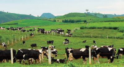 Vinamilk và chiến lược đưa cao nguyên Mộc Châu thành thủ phủ bò sữa