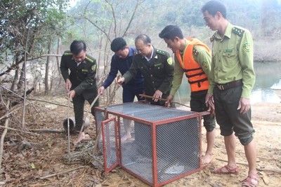 Vườn Quốc gia Vũ Quang thả 5 cá thể trăn gấm về thiên nhiên