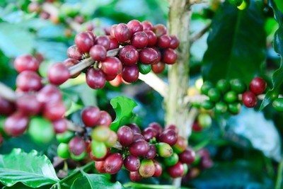 Giá cà phê hôm nay 12/2: Giá cà phê nguyên liệu tăng 200 đồng/kg