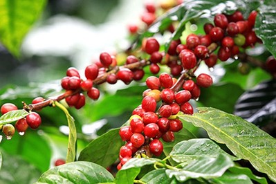 Giá cà phê hôm nay 13/2: Giá cà phê nguyên liệu giảm 200 đồng/kg
