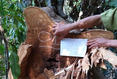 Đắk Nông: Điều tra vụ phá rừng quy mô lớn