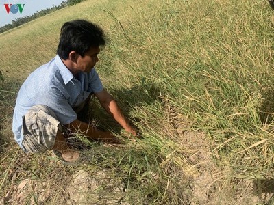 Hàng trăm ha lúa ở Kiên Giang bị ảnh hưởng bởi hạn mặn