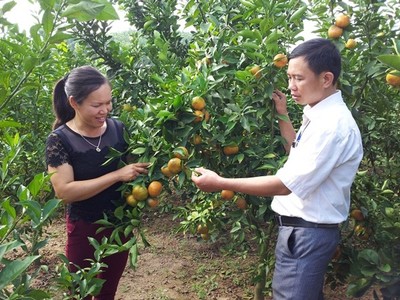 Khởi nghiệp nông nghiệp: Làm giàu từ cam đường Canh, bưởi Diễn