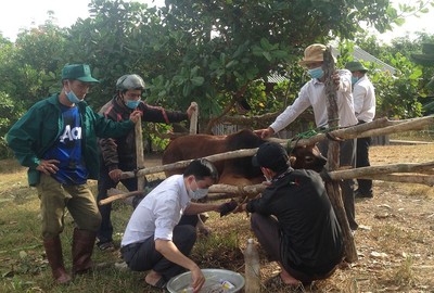 Xuất hiện bệnh lở mồm long móng trên gia súc tại Kon Tum