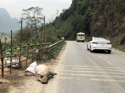 Cao Bằng: Tình trạng vứt lợn chết ra đường, gây ô nhiễm môi trường