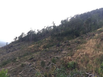 Gia Lai: Chỉ đạo kiểm tra tình trạng lấn chiếm rừng