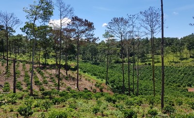 Bảo Lâm: Công tác quản lý bảo vệ rừng còn hạn chế, khuyết điểm