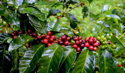 Giá cà phê hôm nay 4/3: Cao nhất ở mức 31.700 đồng/kg