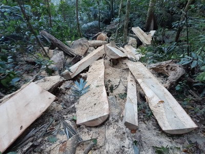 Gia Lai: Chỉ đạo khẩn vụ phá rừng ở Kông Chro