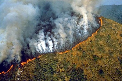 Các khu rừng nhiệt đới đang mất đần khả năng hấp thụ CO2