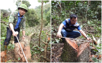 Tận thấy nhiều ha rừng ở Nghệ An bị tàn phá tan hoang (Kỳ 1)